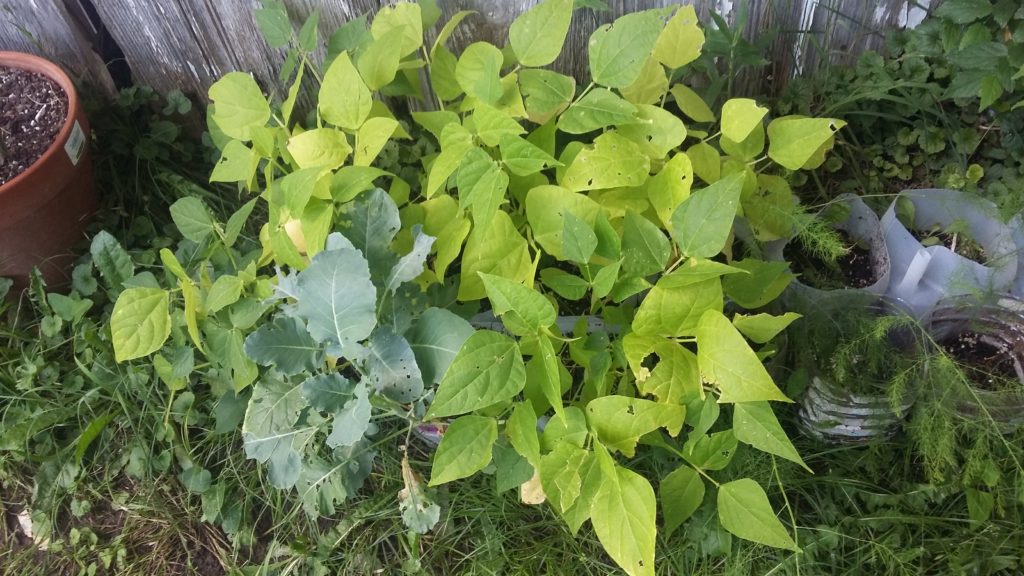 Bean and Kale plants