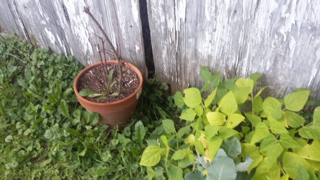 Raspberry Plants